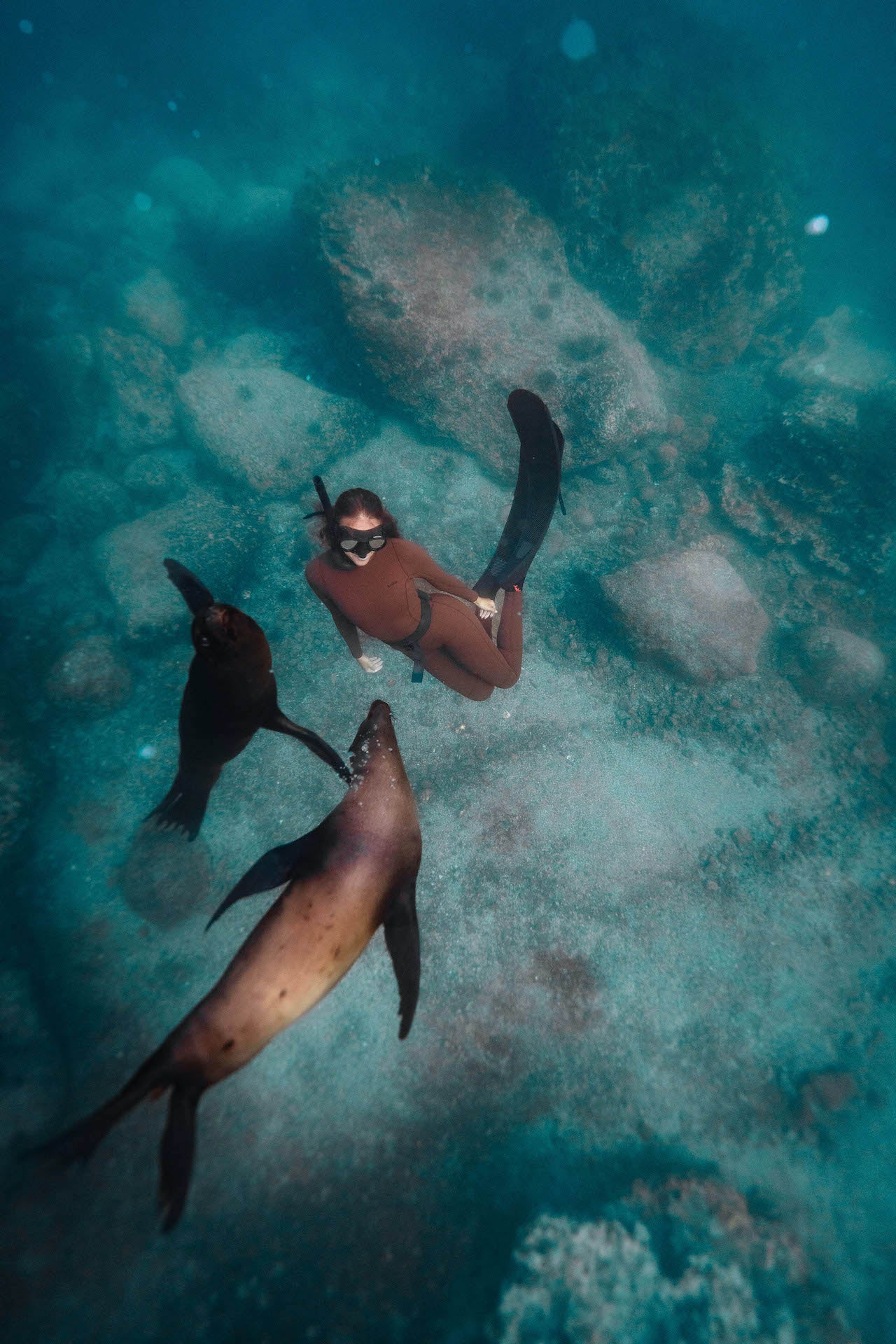 Seasters in The Galapagos